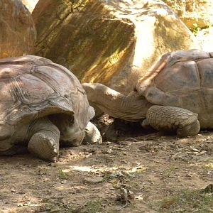 Giant Tortoise