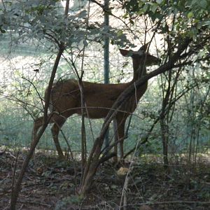 Deer Near Construction Site