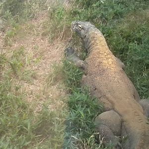 Komodo Dragon