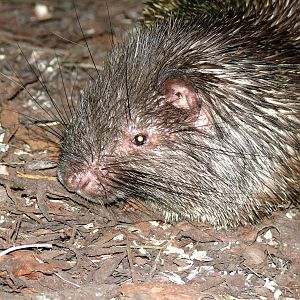 Philippine porcupine