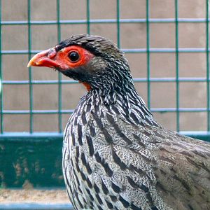 red-necked spurfowl