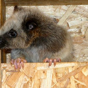 Northern Luzon cloud rat