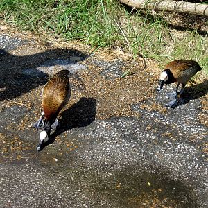 Africa-White-faced Whistling Ducks
