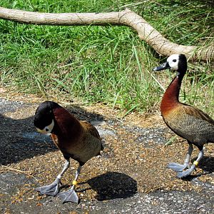 Africa-White-faced Whistling Duck
