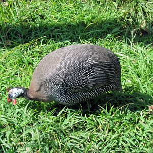 Africa-Helmeted Guineafowl