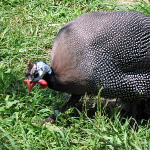 Africa-Helmeted Guineafowl