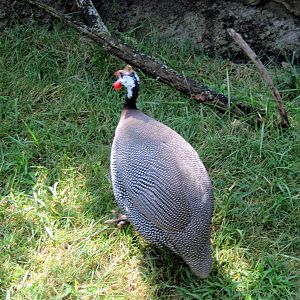 Africa-Helmeted Guineafowl