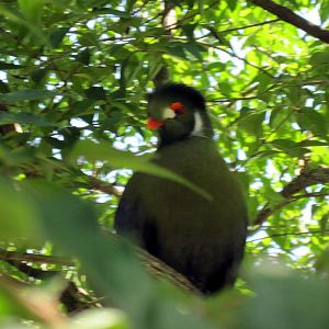 Africa-White-cheeked Turaco