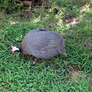 Africa-Helmeted Guineafowl