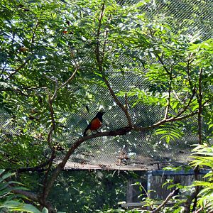 Africa-Superb Starling
