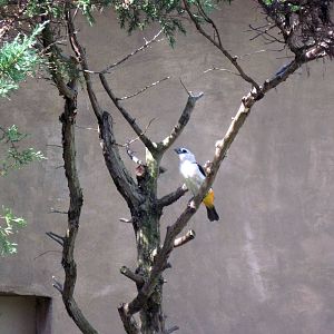 Africa-White-headed Buffalo Weaver