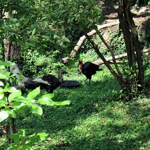 Africa-Southern Ground Hornbill