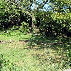Africa-Southern Ground Hornbill Exhibit