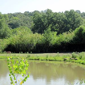 Africa-Lesser Kudu on Plains
