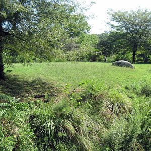 Africa-Africa Lion Exhibit