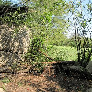 Africa-Serval Exhibit