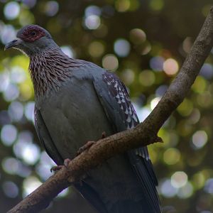 African speckled pigeon (Columba guinea)