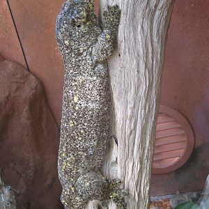 Leach's giant gecko (Rhacodactylus leachianus)