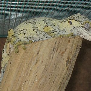 knob-headed giant gecko (Rhacodactylus auriculatus)