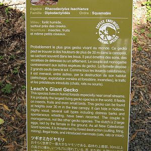 sign for Rhacodactylus leachianus
