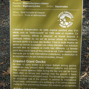 sign for Rhacodactylus ciliatus