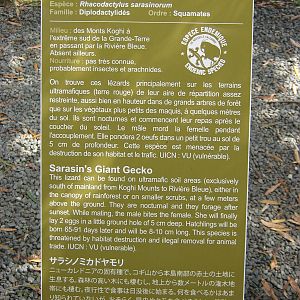 sign for Rhacodactylus sarasinorum