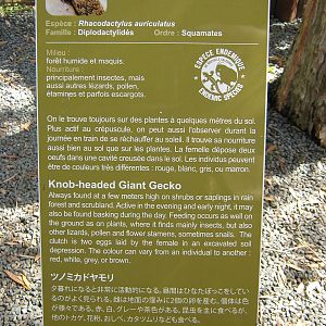 sign for Rhacodactylus auriculatus