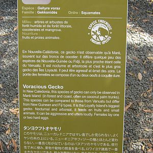 sign for Gehyra vorax