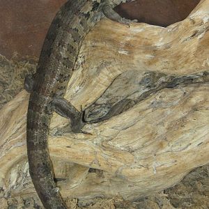 giant skink (Phoboscincus garnieri)