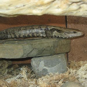 giant skink (Phoboscincus garnieri)
