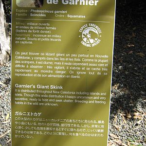 sign for the giant skink (Phoboscincus garnieri)