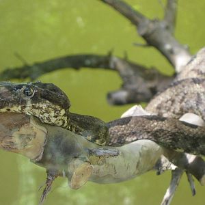 Pacific tree boa (Candoia bibroni)