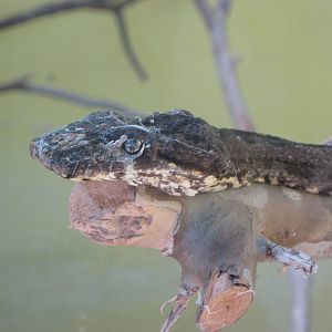 Pacific tree boa (Candoia bibroni)