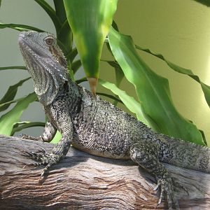 eastern water dragon (Physignathus lesueurii)