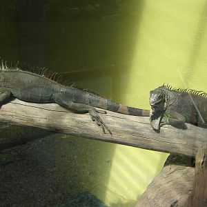 green iguanas (Iguana iguana)
