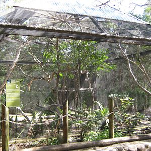 aviary for white-bellied goshawks (Accipiter haplochrous)