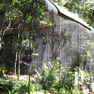 pigeon aviaries