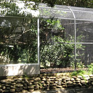 aviary for striated starling (Aplonis striata)