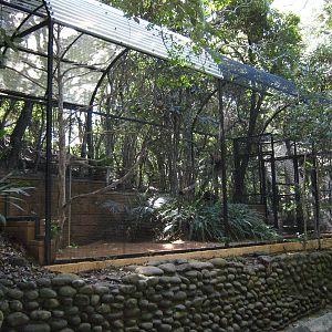 aviary for cloven-feathered doves and red-throated parrotfinches