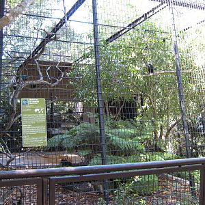 aviary for Nicobar pigeons (Caloenas nicobarica)