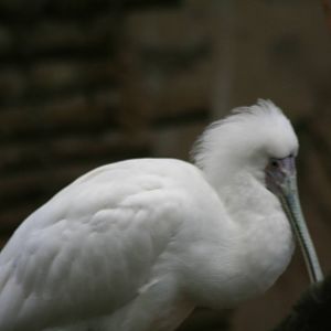 African Spoonbill