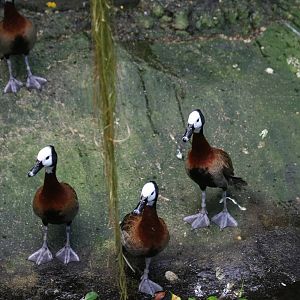 White-Faced Tree Duck