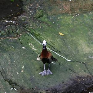 White-Faced Tree Duck