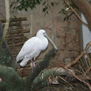 African Spoonbill