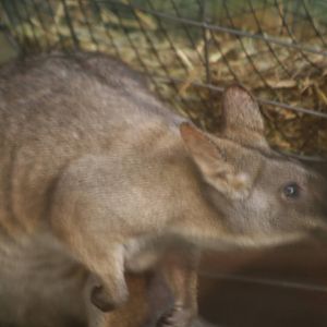 Parma Wallaby