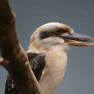 Laughing Kookaburra