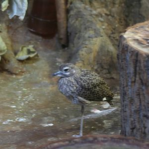 Unknown Thick-Knee Species