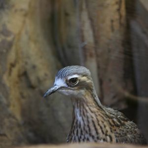 Bush Thick-Knee