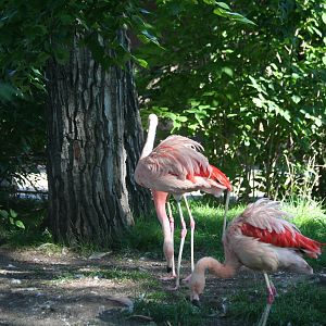 Chilean Flamingos