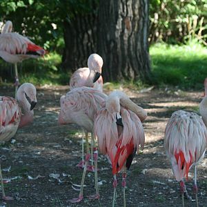 Chilean Flamingos